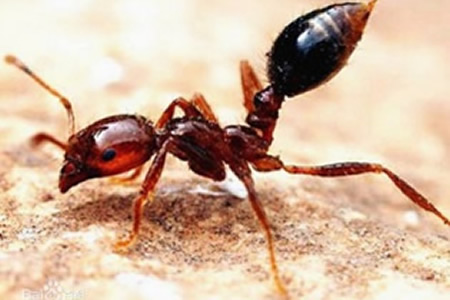 红火蚁的危害及防制